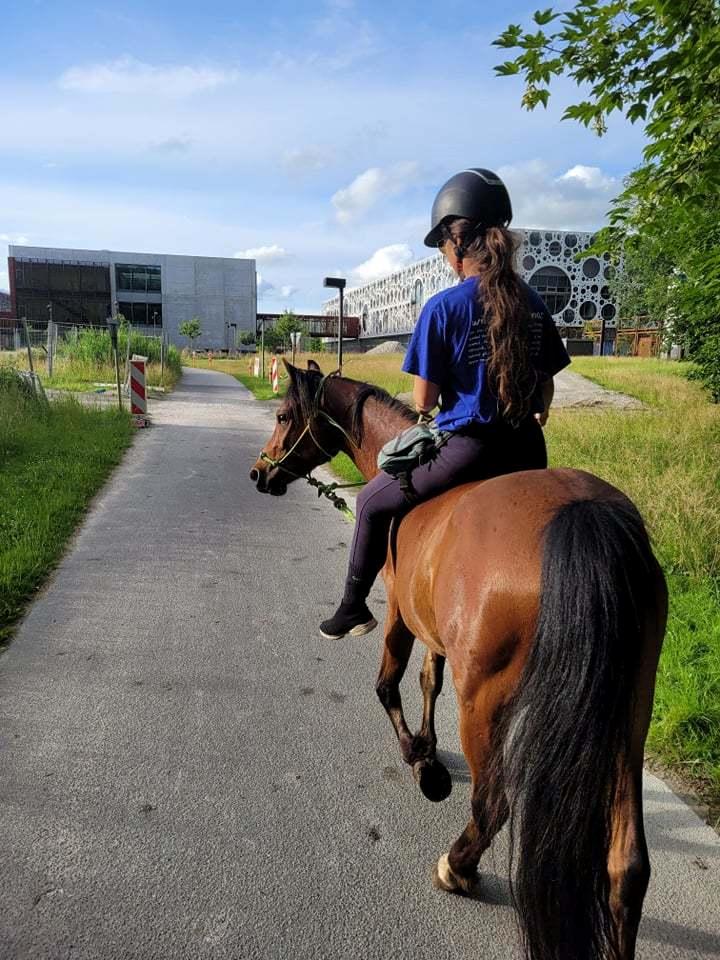 Welsh Partbred (Sec F) DJ Malthe Soleil - Første langtur. billede 9