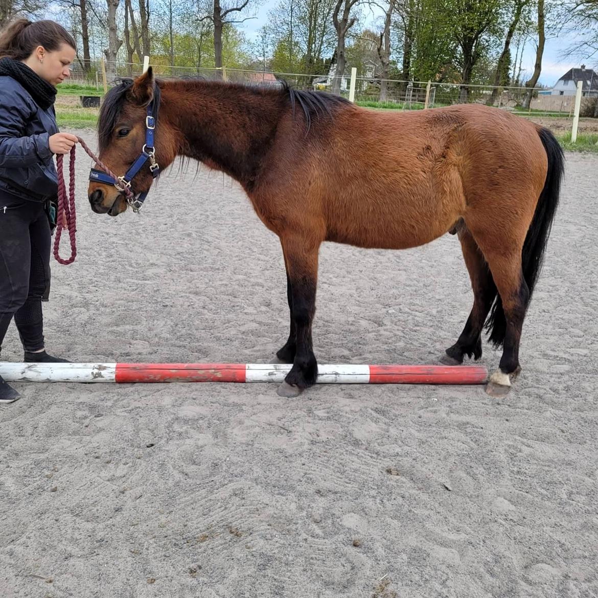 Welsh Partbred (Sec F) DJ Malthe Soleil - 3,5 års billede 5