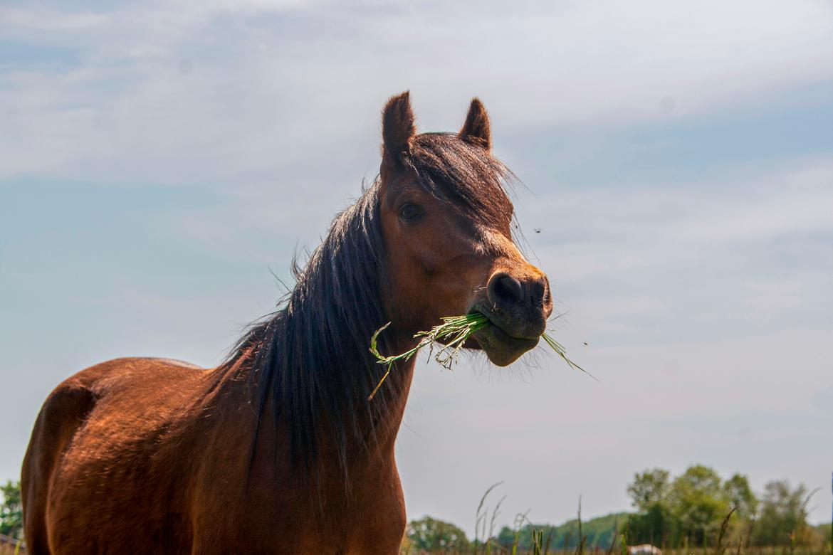 Welsh Partbred (Sec F) DJ Malthe Soleil billede 13