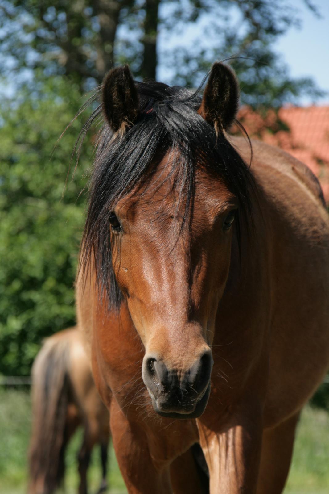 Welsh Partbred (Sec F) DJ Malthe Soleil billede 8