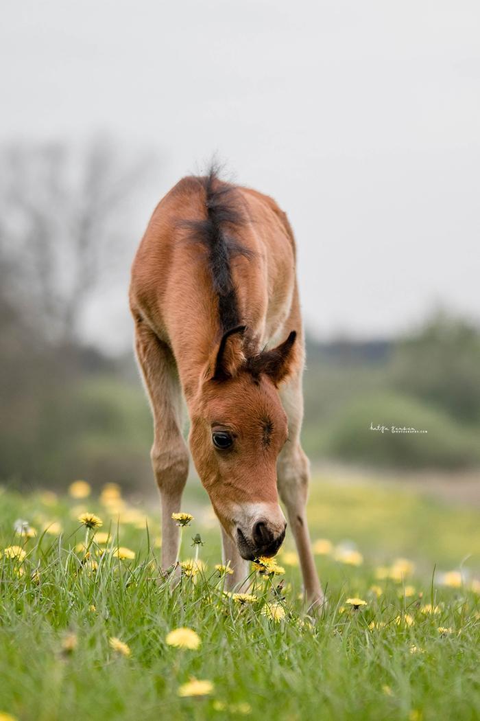 Welsh Partbred (Sec F) DJ Malthe Soleil - 1 måned gammel billede 3