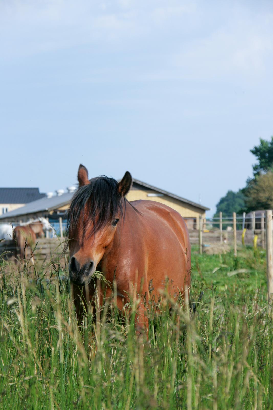 Welsh Partbred (Sec F) DJ Malthe Soleil billede 1