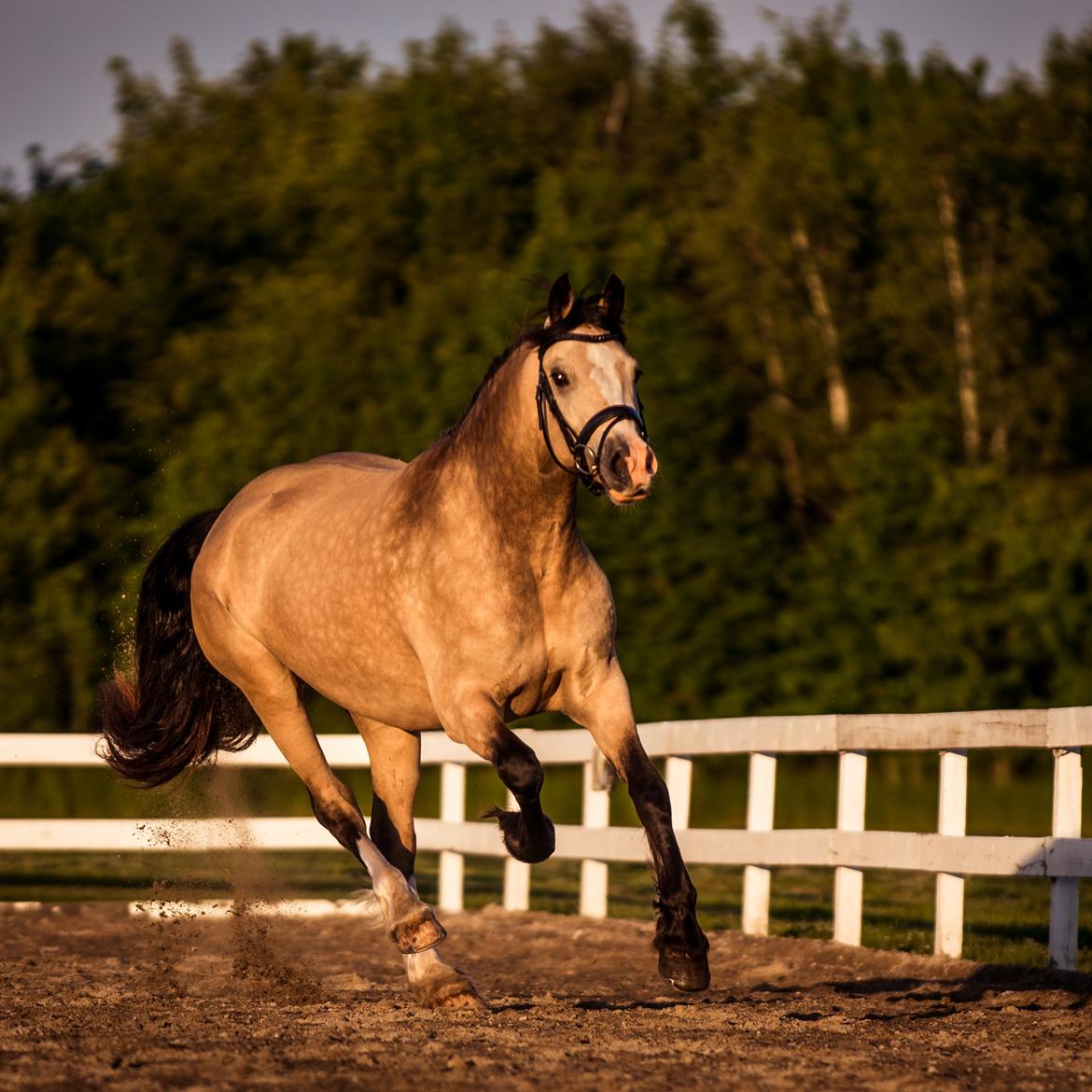 Welsh Cob (sec D) Chopins Cashmere *Himmelhest billede 2