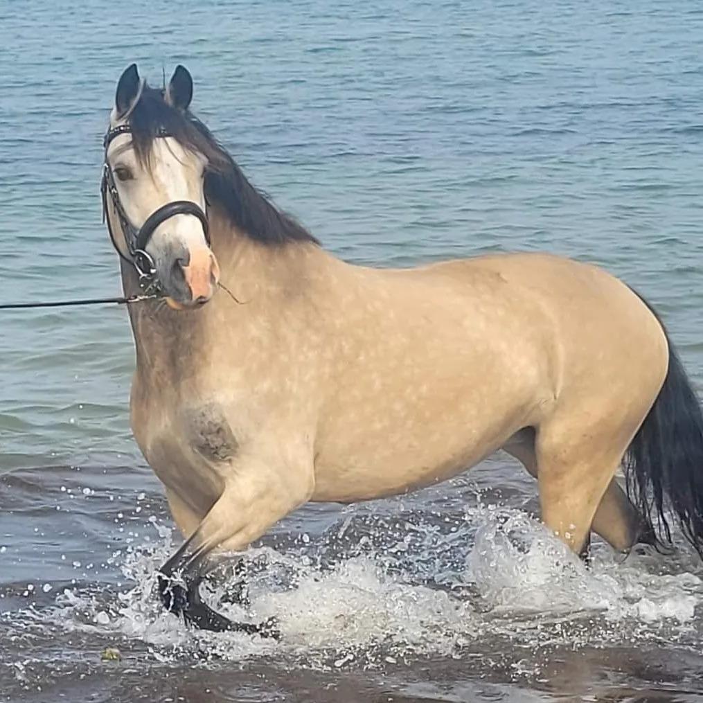 Welsh Cob (sec D) Chopins Cashmere *Himmelhest billede 3