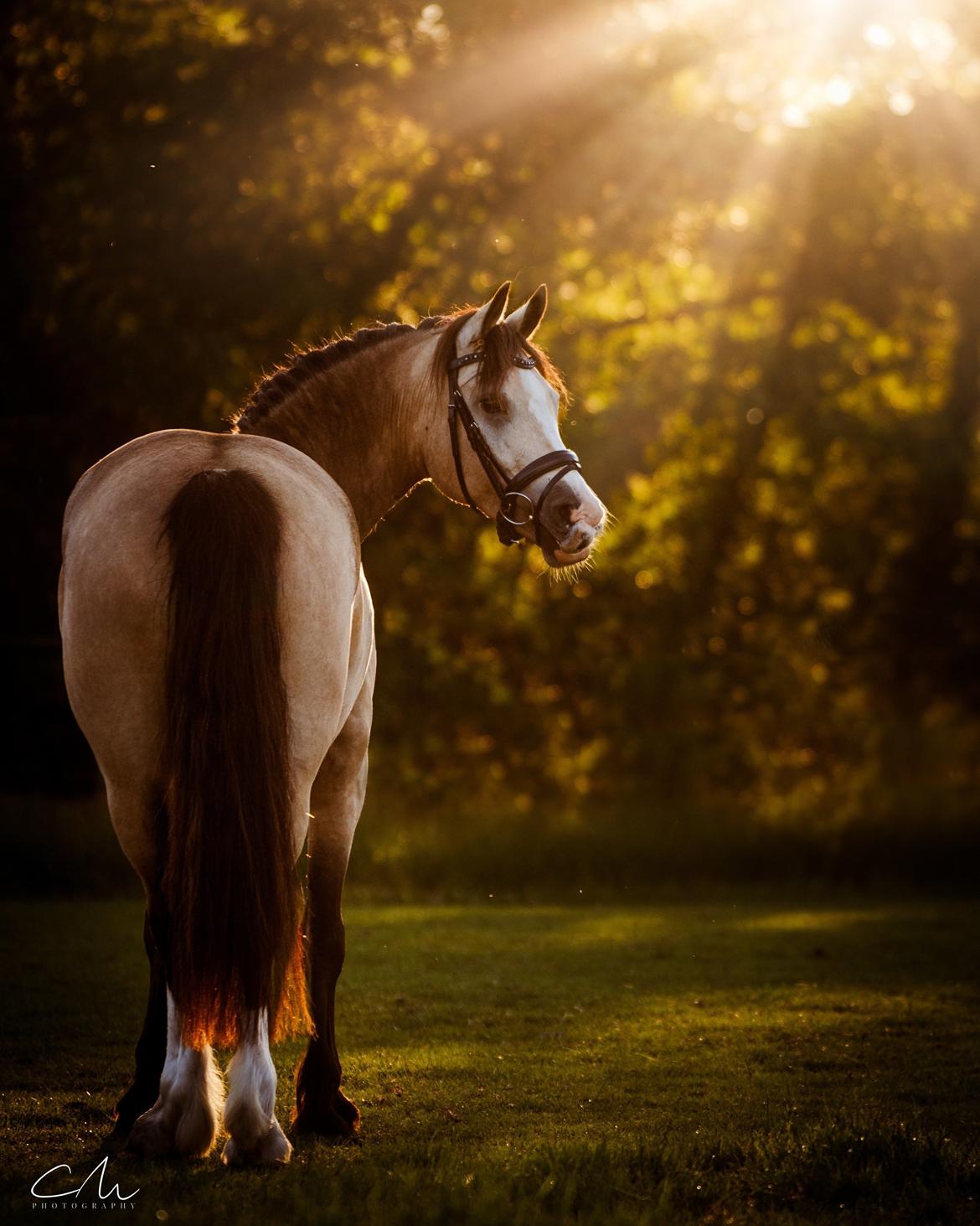 Welsh Cob (sec D) Chopins Cashmere *Himmelhest billede 1