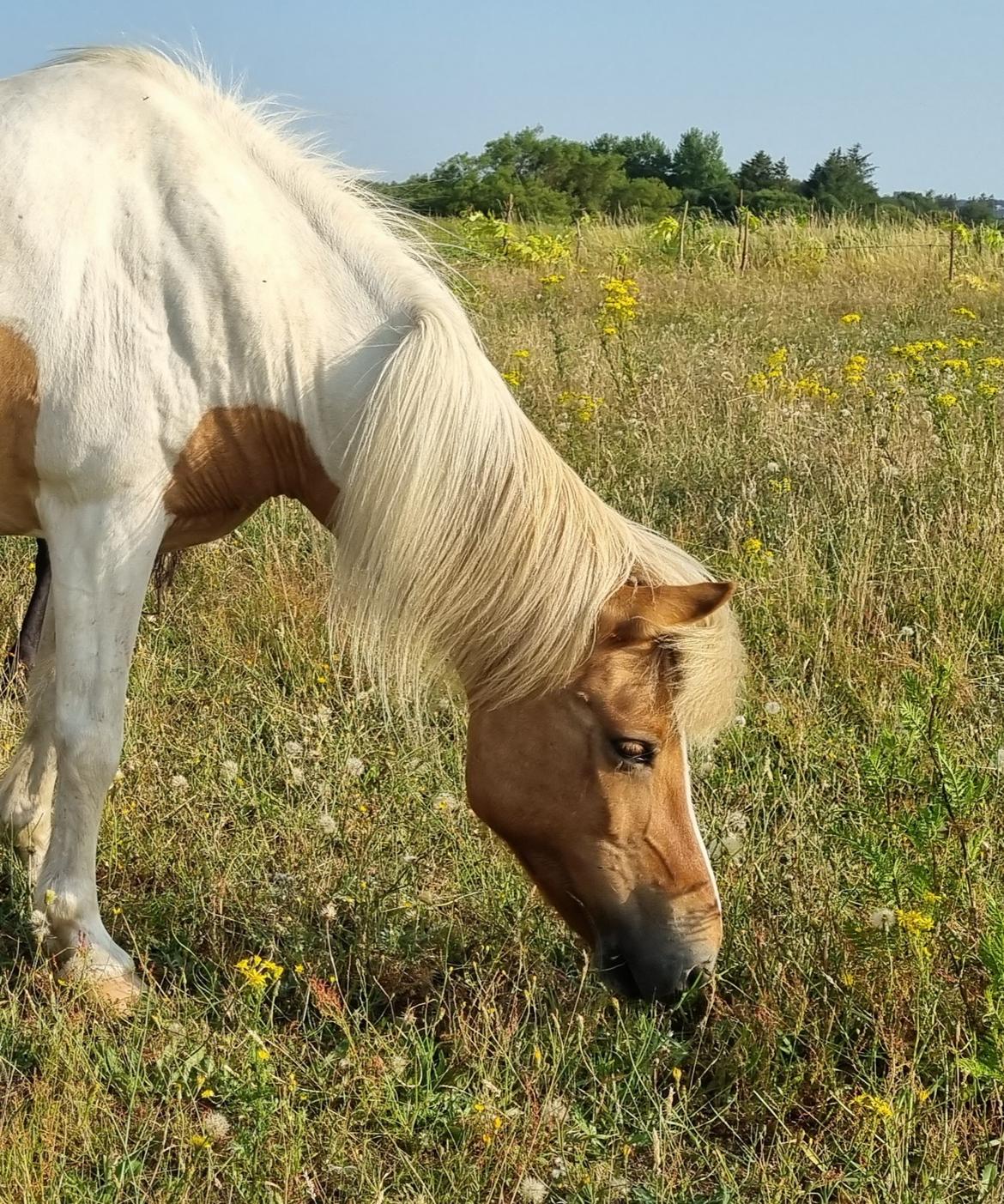 Islænder Hylling fra Ulvehave billede 2