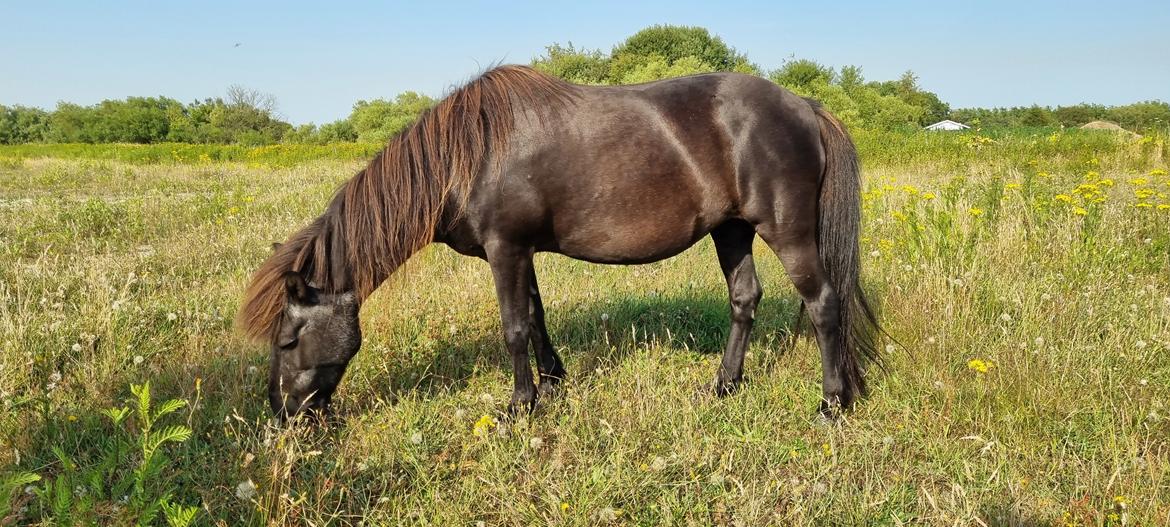 Islænder Gletting fra Sønderholm SOLGT billede 1