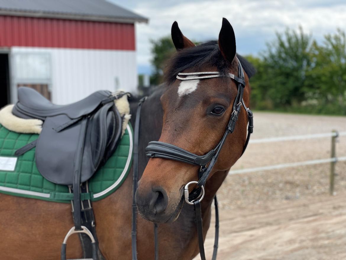 Anden særlig race TRUBKA'S RICARDO NIGHT billede 5