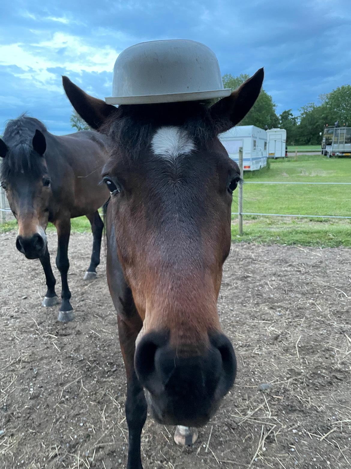 Anden særlig race TRUBKA'S RICARDO NIGHT billede 7