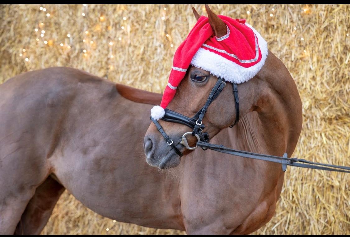 Anden særlig race Lindknud's madonna billede 12