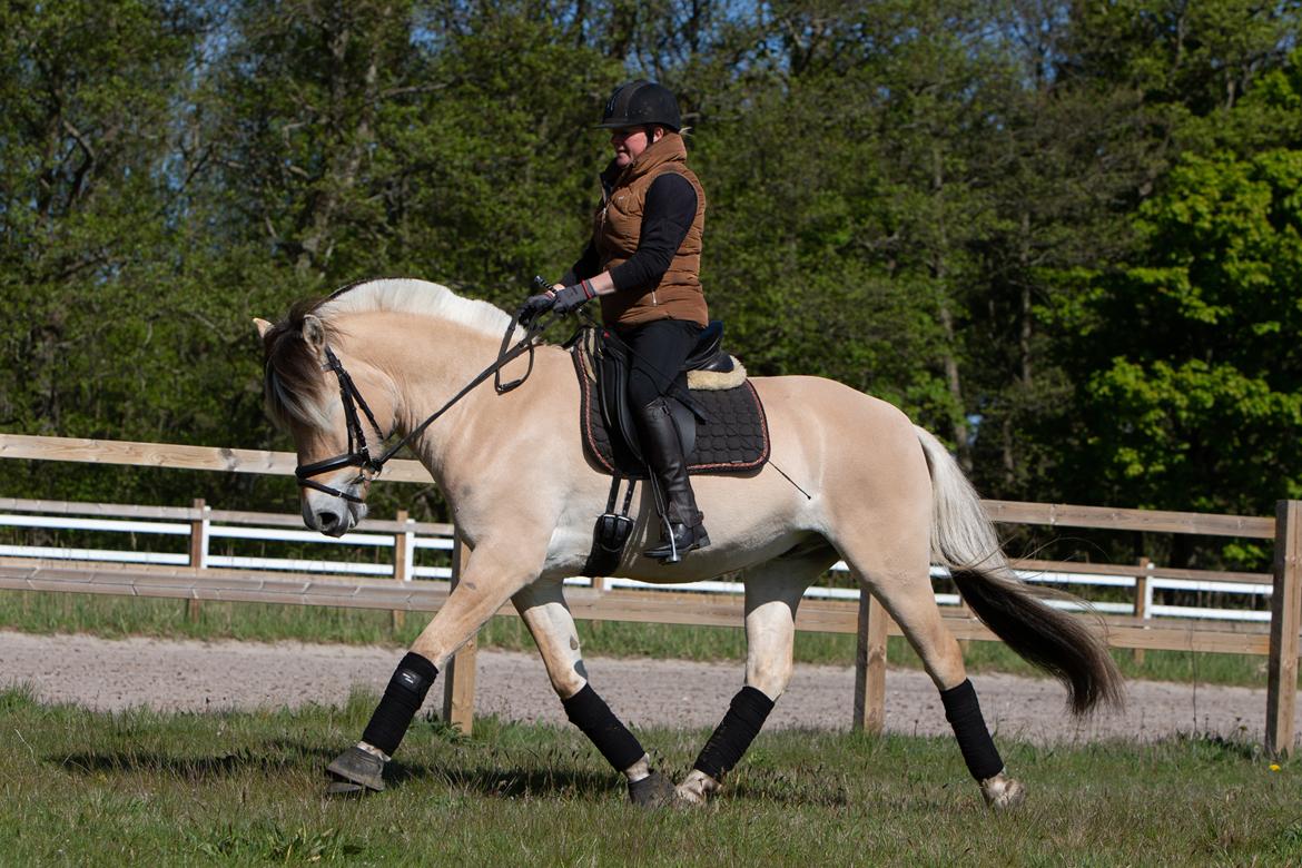 Fjordhest Caïx kraghede billede 1