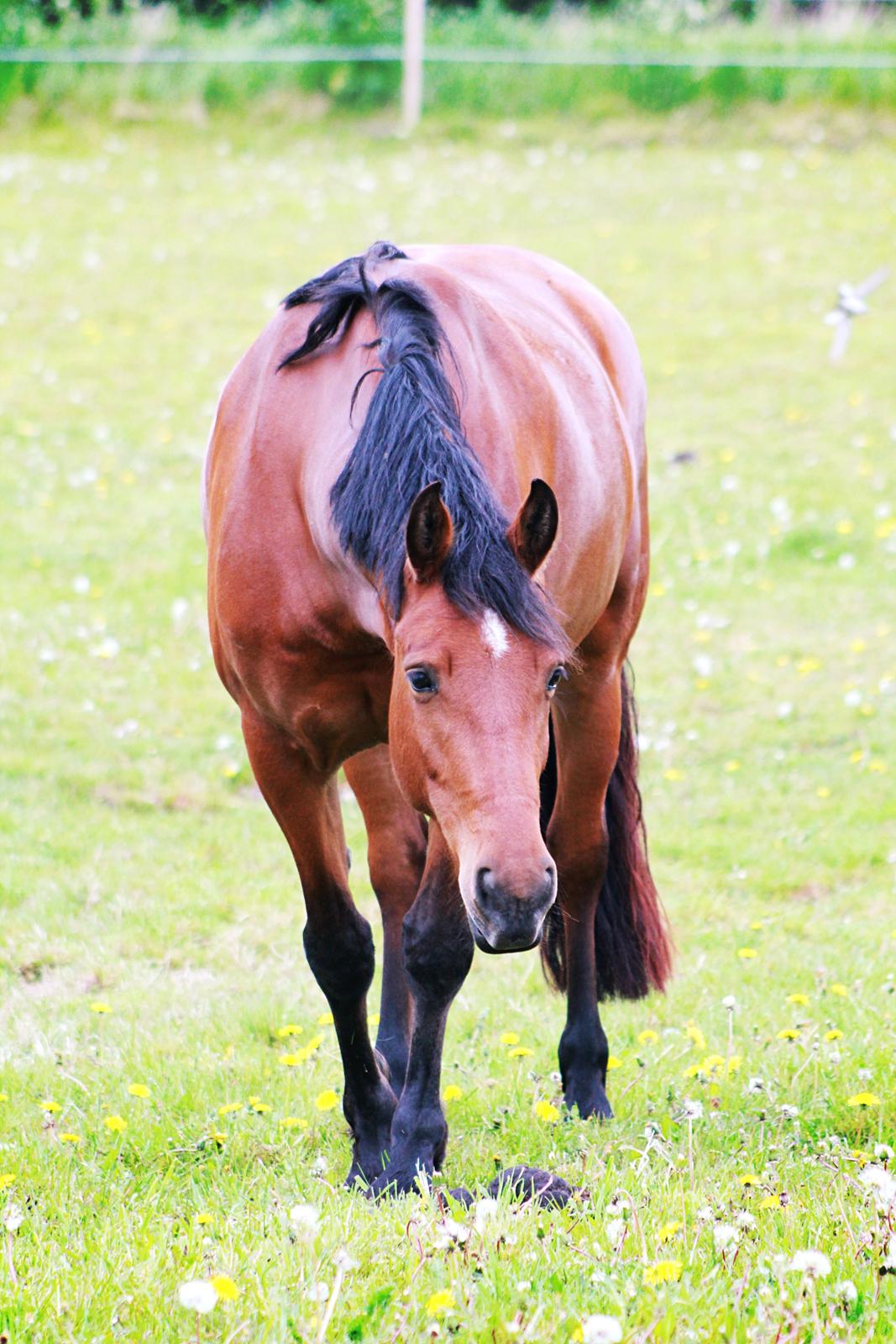 Anden særlig race Princess Nice Surprice  billede 15