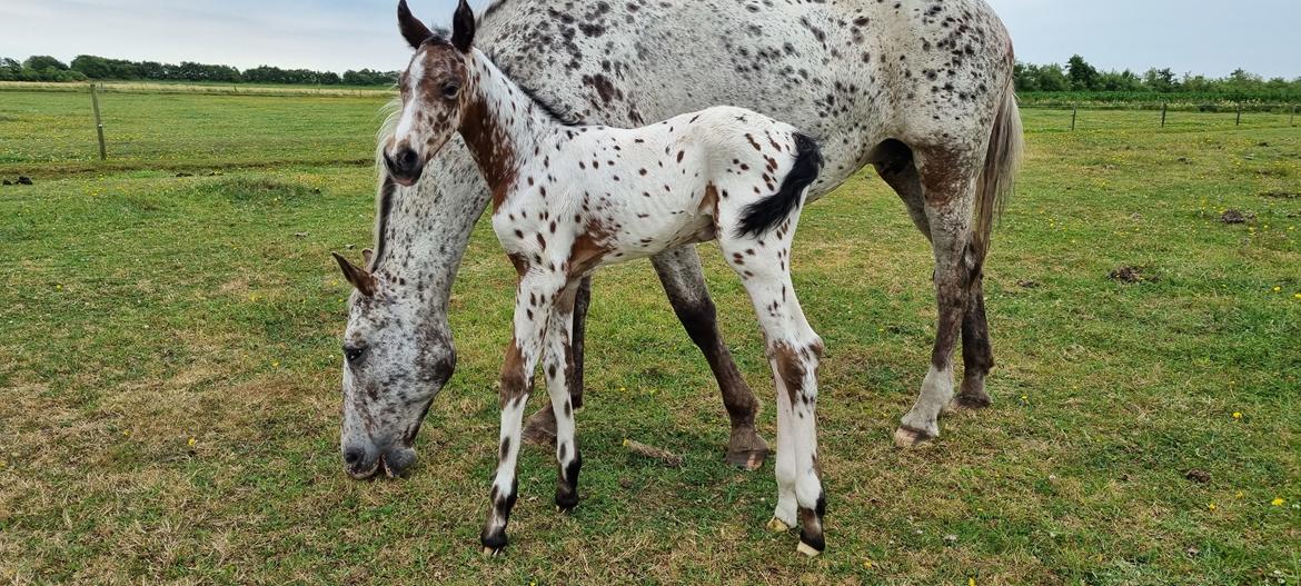 Knabstrupper Cassiopeia N billede 7