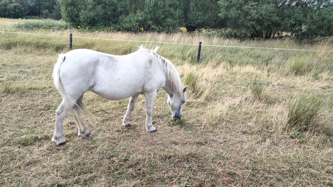 Welsh Mountain (sec A) Snehvide (Sne) - Juli 2022 billede 9