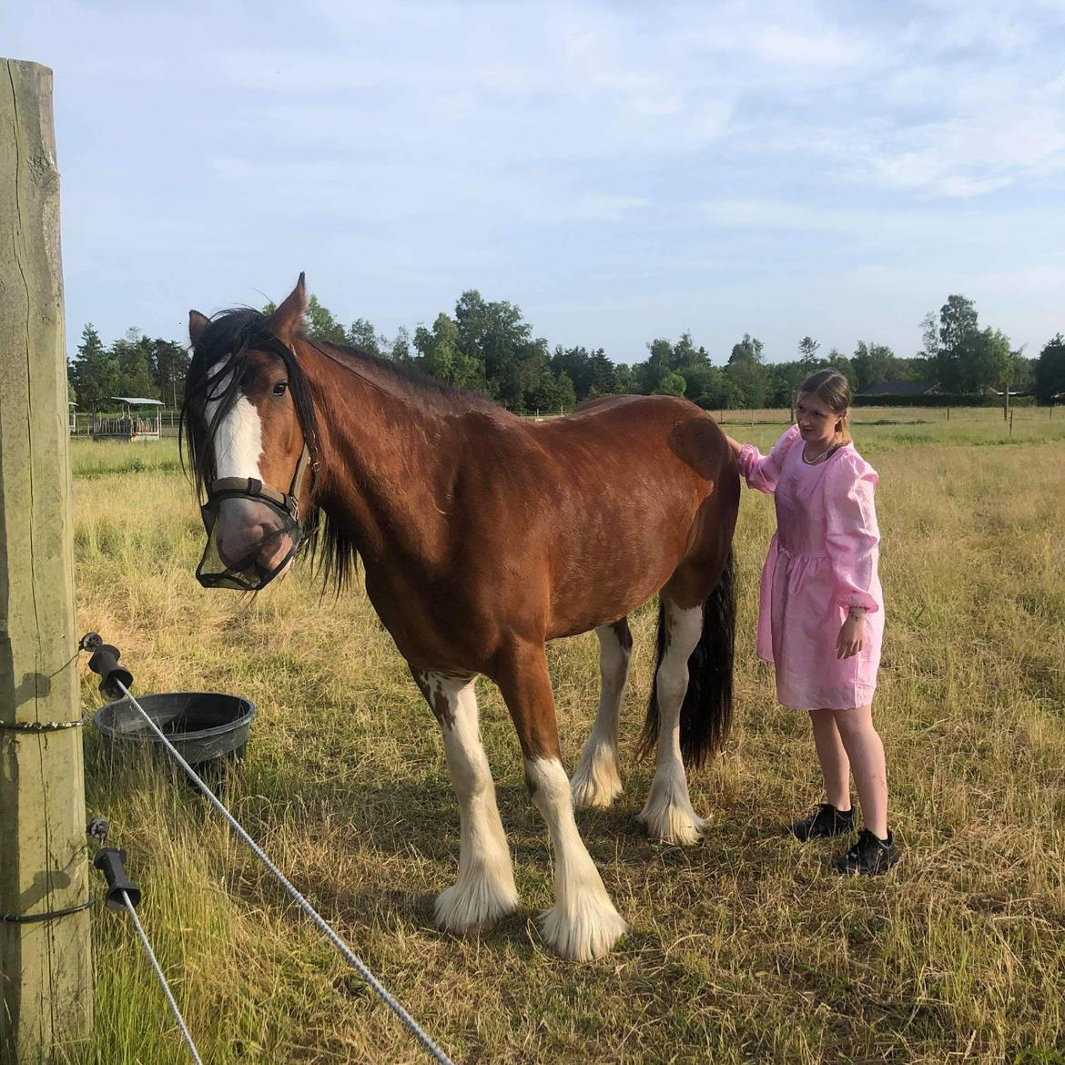 Clydesdale Cloghabruck bobby billede 5