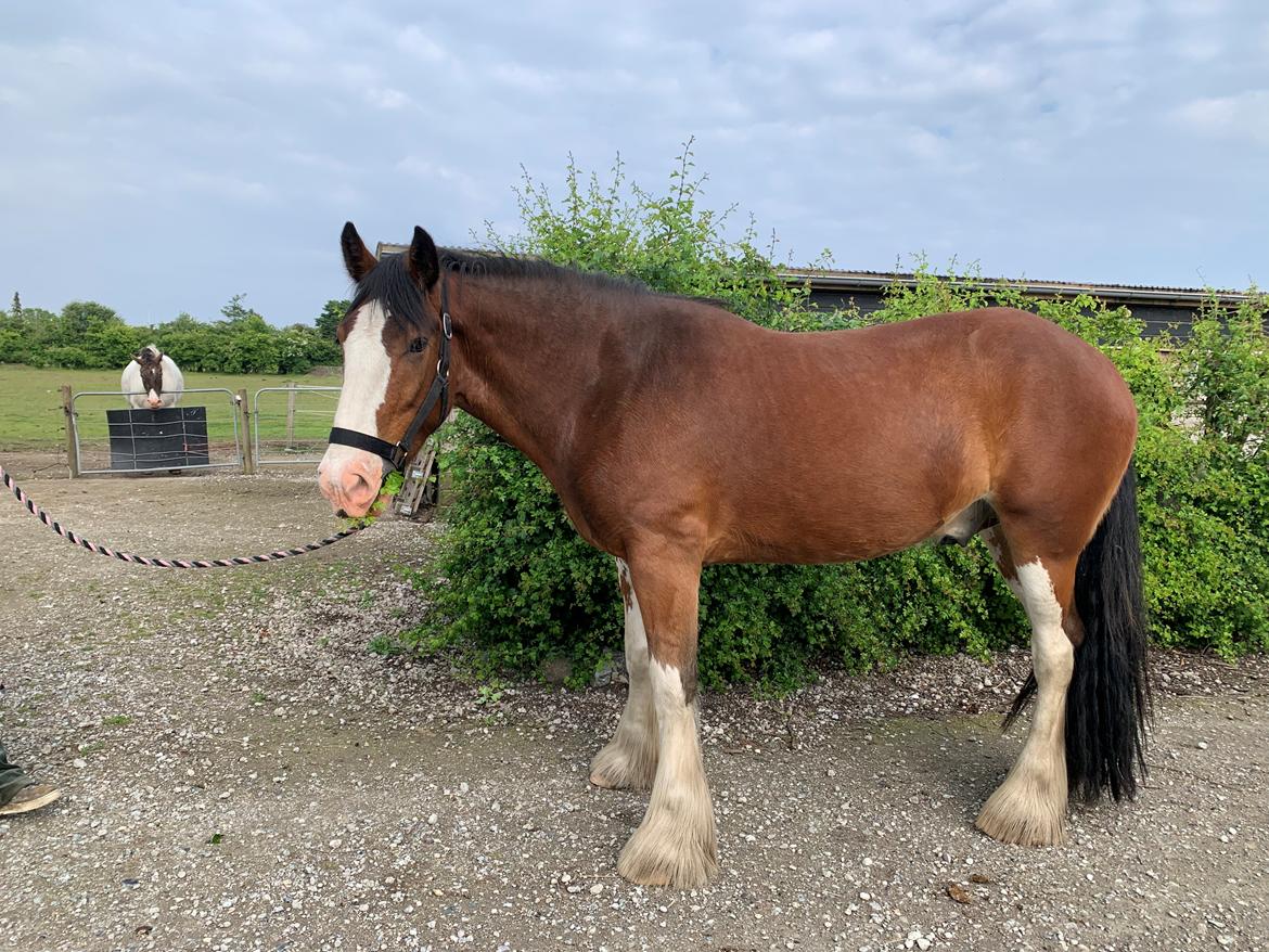 Clydesdale Cloghabruck bobby billede 7