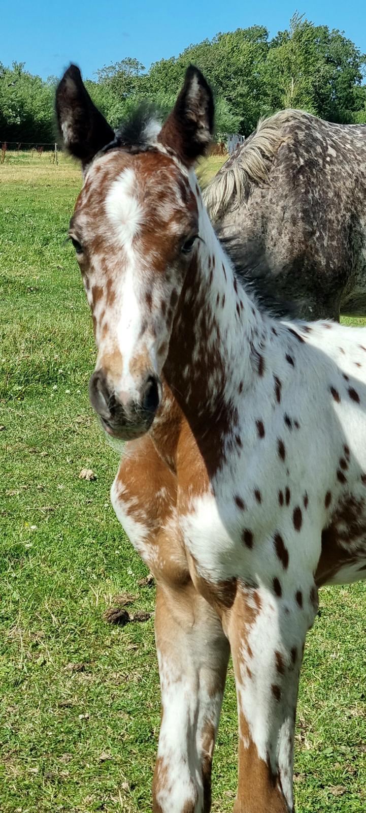 Knabstrupper Cassiopeia N billede 2