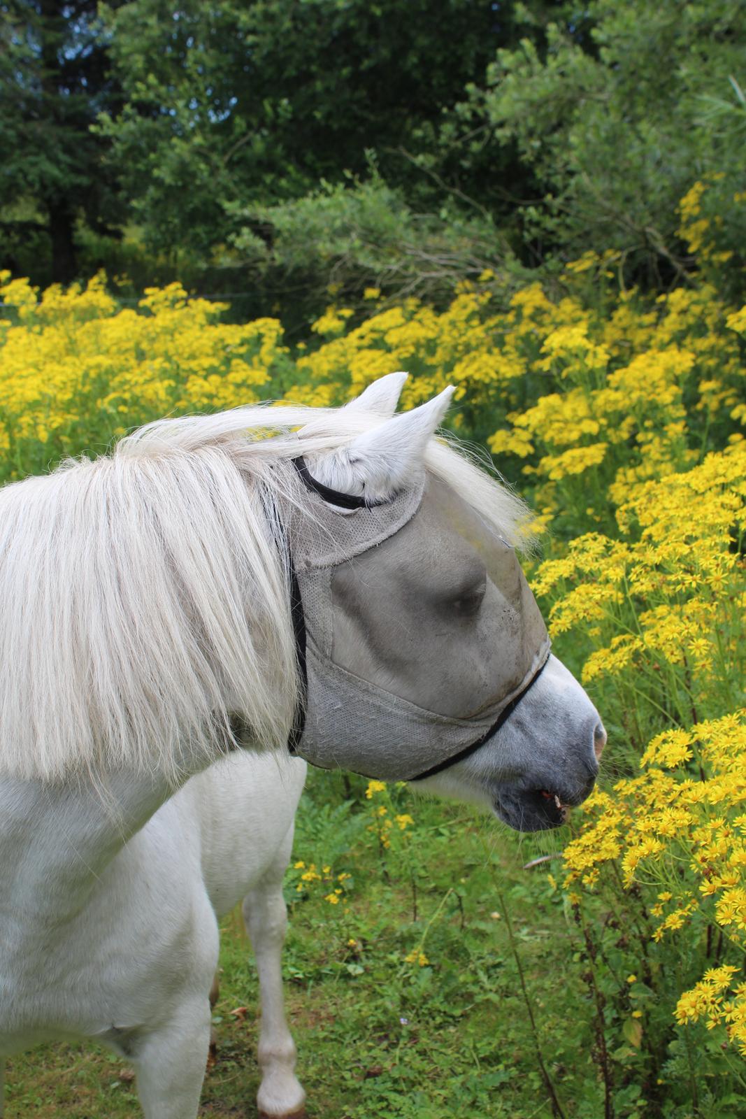 Welsh Mountain (sec A) Snehvide (Sne) - Juli 2022 billede 10