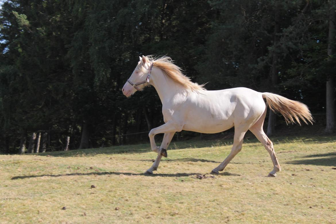 Cruzado Triana billede 6