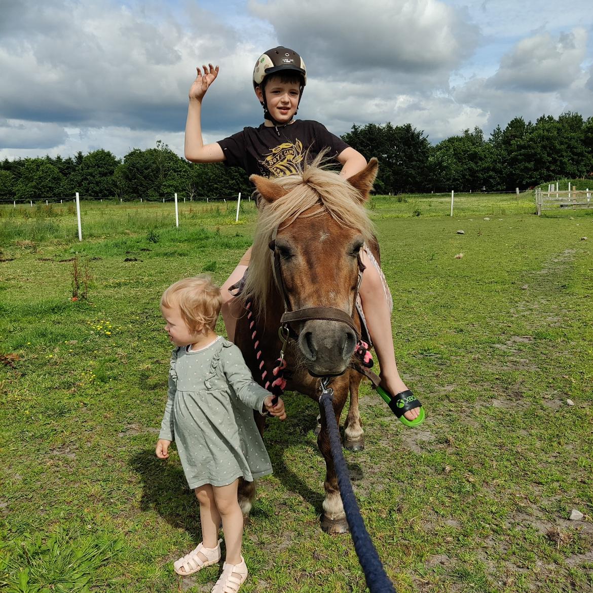 Shetlænder Bella Donna Morsbøl ( Dulle ) billede 2