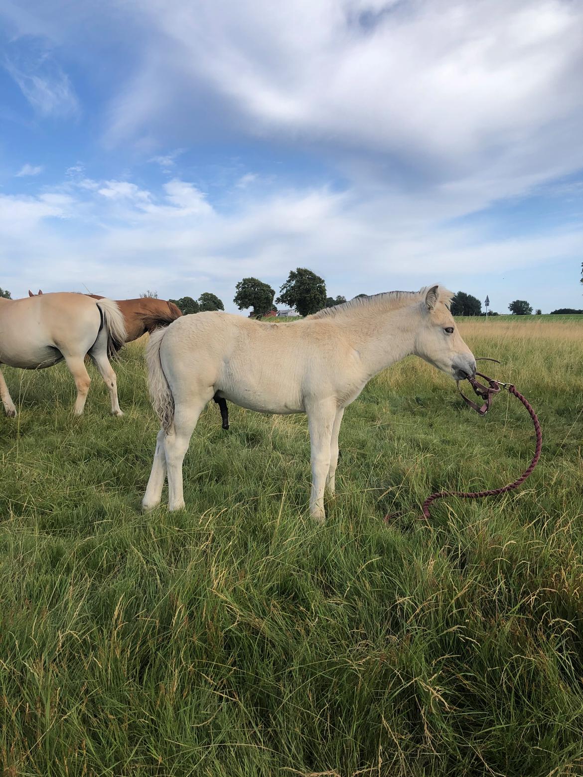 Fjordhest Freyr vangkilde - 2 måneder gammel <3 billede 8