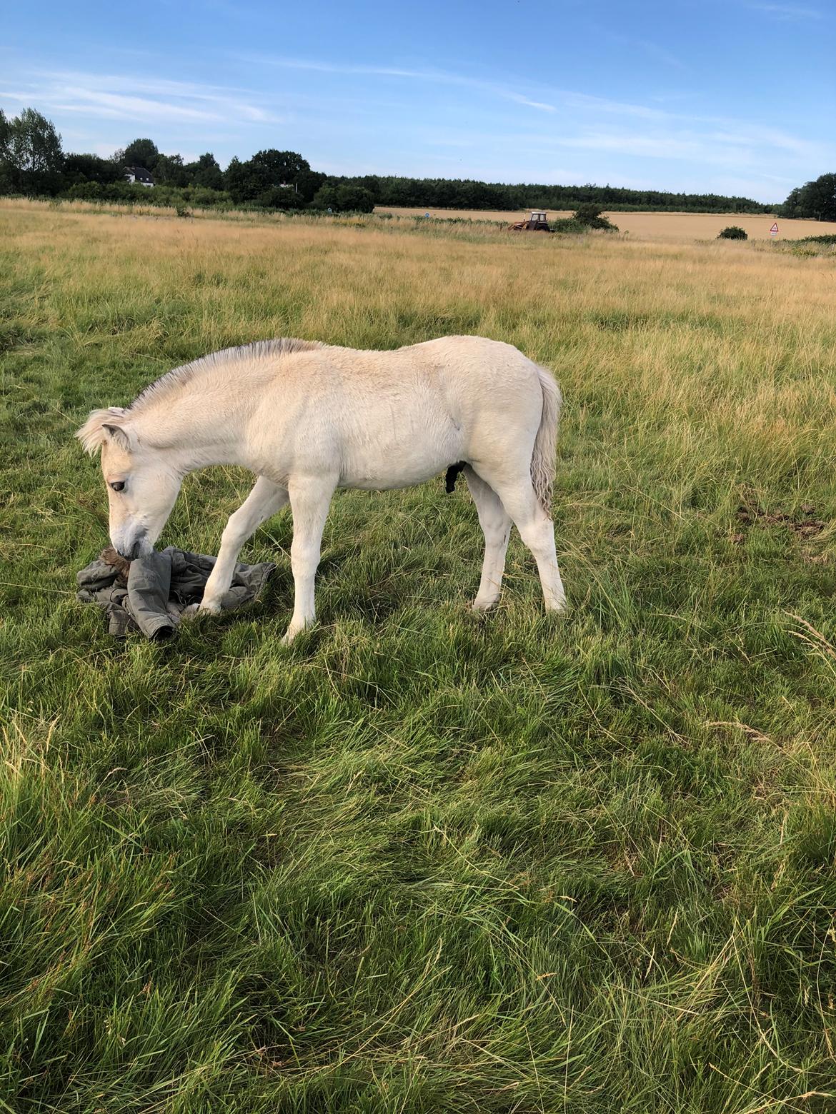 Fjordhest Freyr vangkilde billede 9