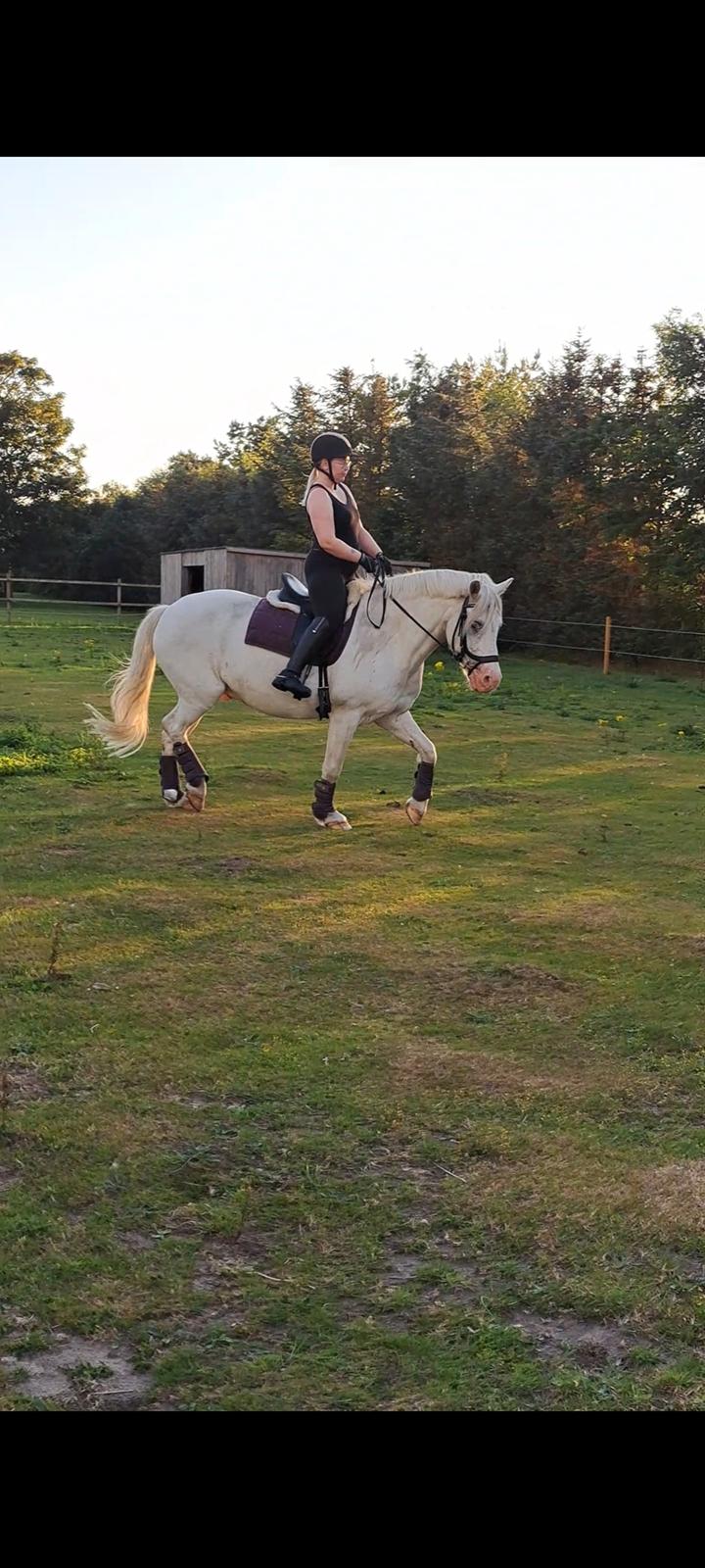 Anden særlig race Snowball  - Juli 2022 billede 15