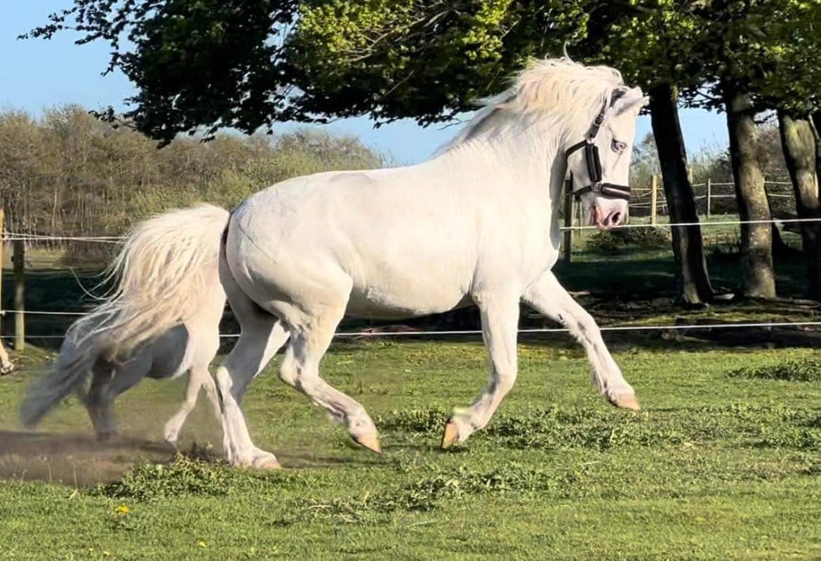 Anden særlig race Snowball  - Maj 2022 billede 18