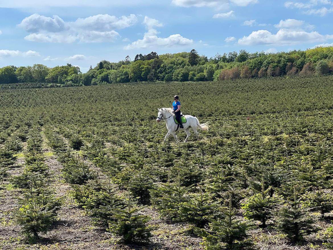 Anden særlig race Snowball  - Juni 2022  billede 5