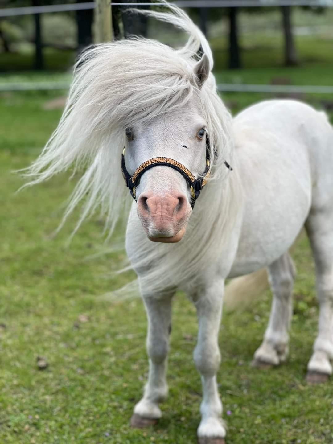 Amerikansk Miniature Marielund's Incredible  - Juni 2022 billede 16