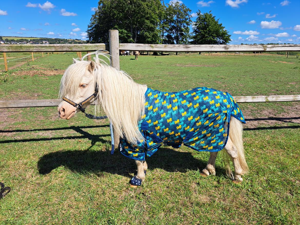 Amerikansk Miniature Marielund's Incredible  - Juli 2022 billede 17