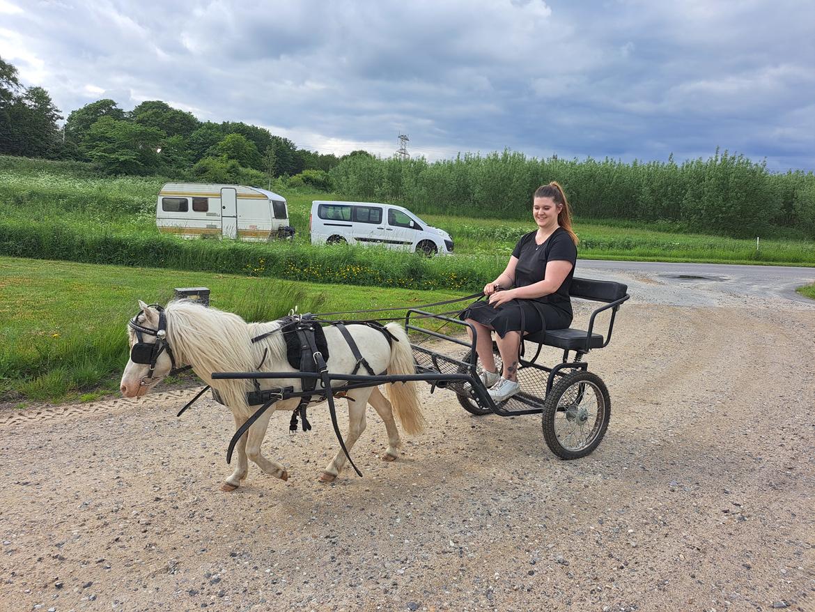 Amerikansk Miniature Marielund's Incredible  - Juli 2022 billede 18