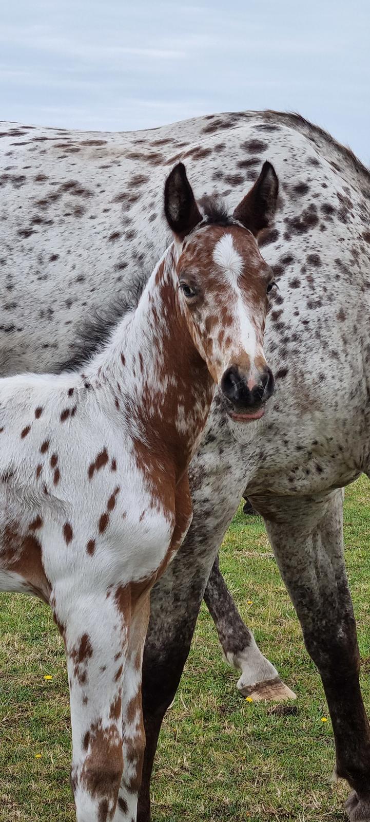 Knabstrupper Cassiopeia N billede 11