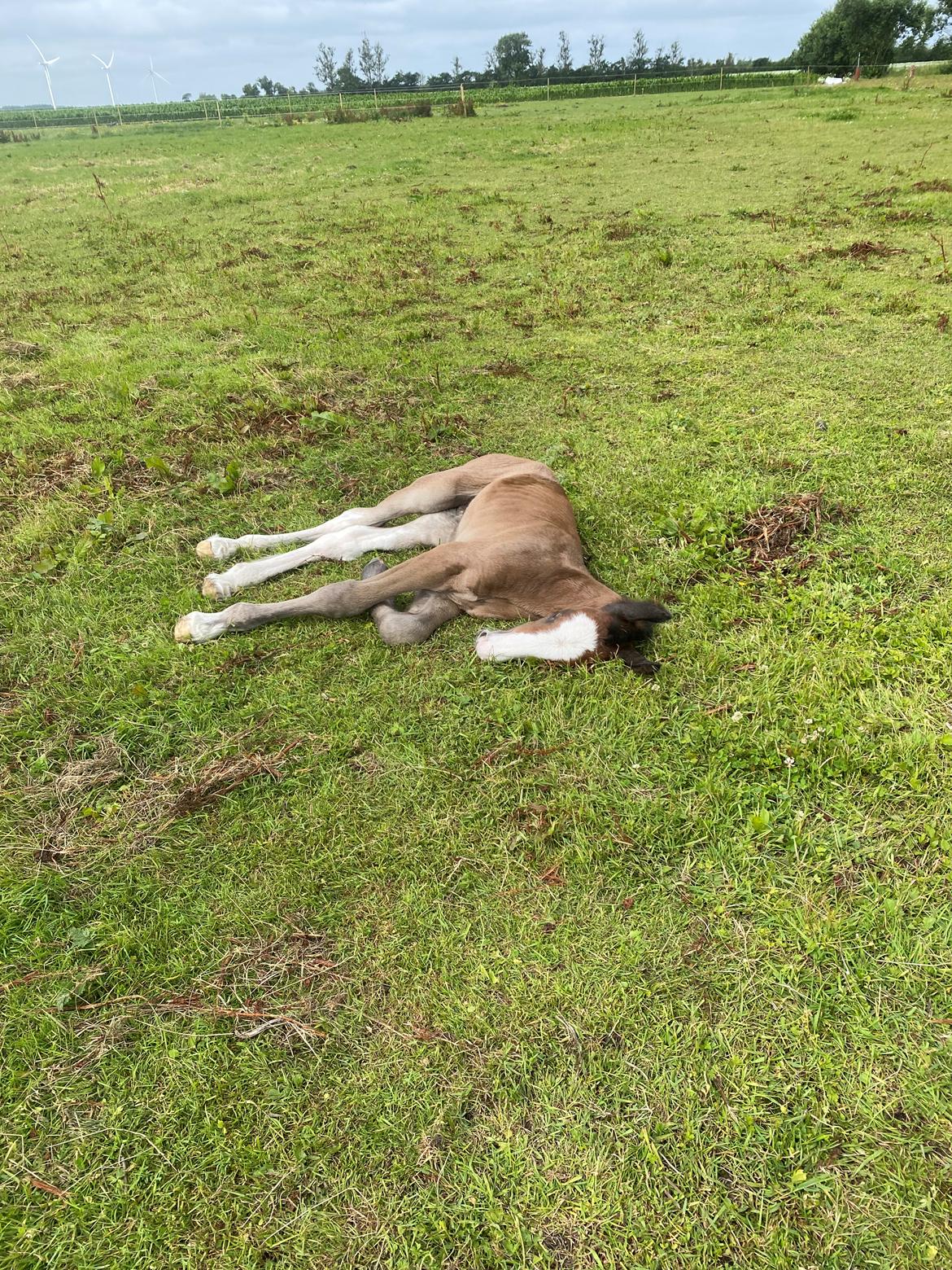 Drumhorse Lærkegaarden’s Great Phoenix billede 1