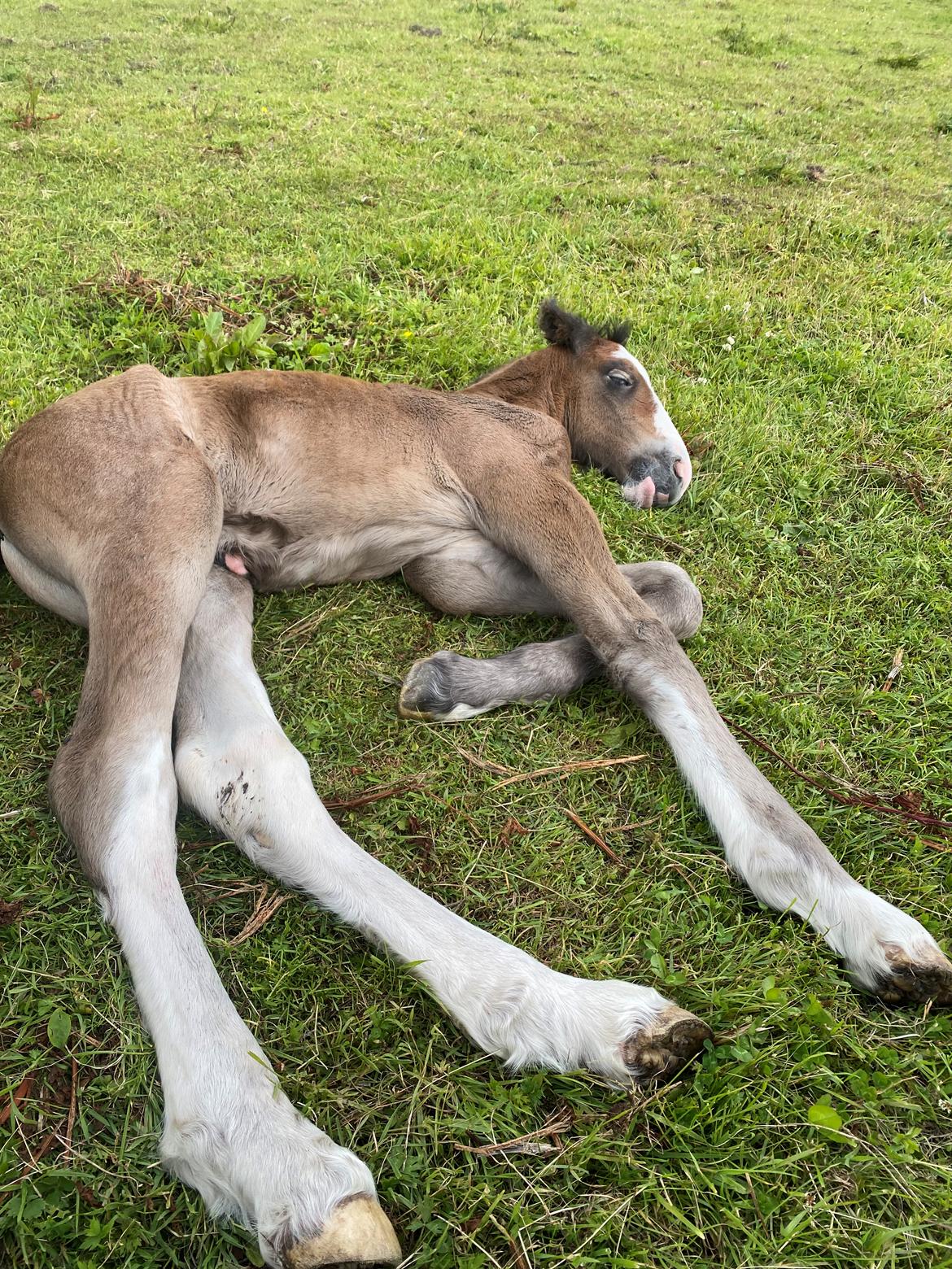 Drumhorse Lærkegaarden’s Great Phoenix billede 2