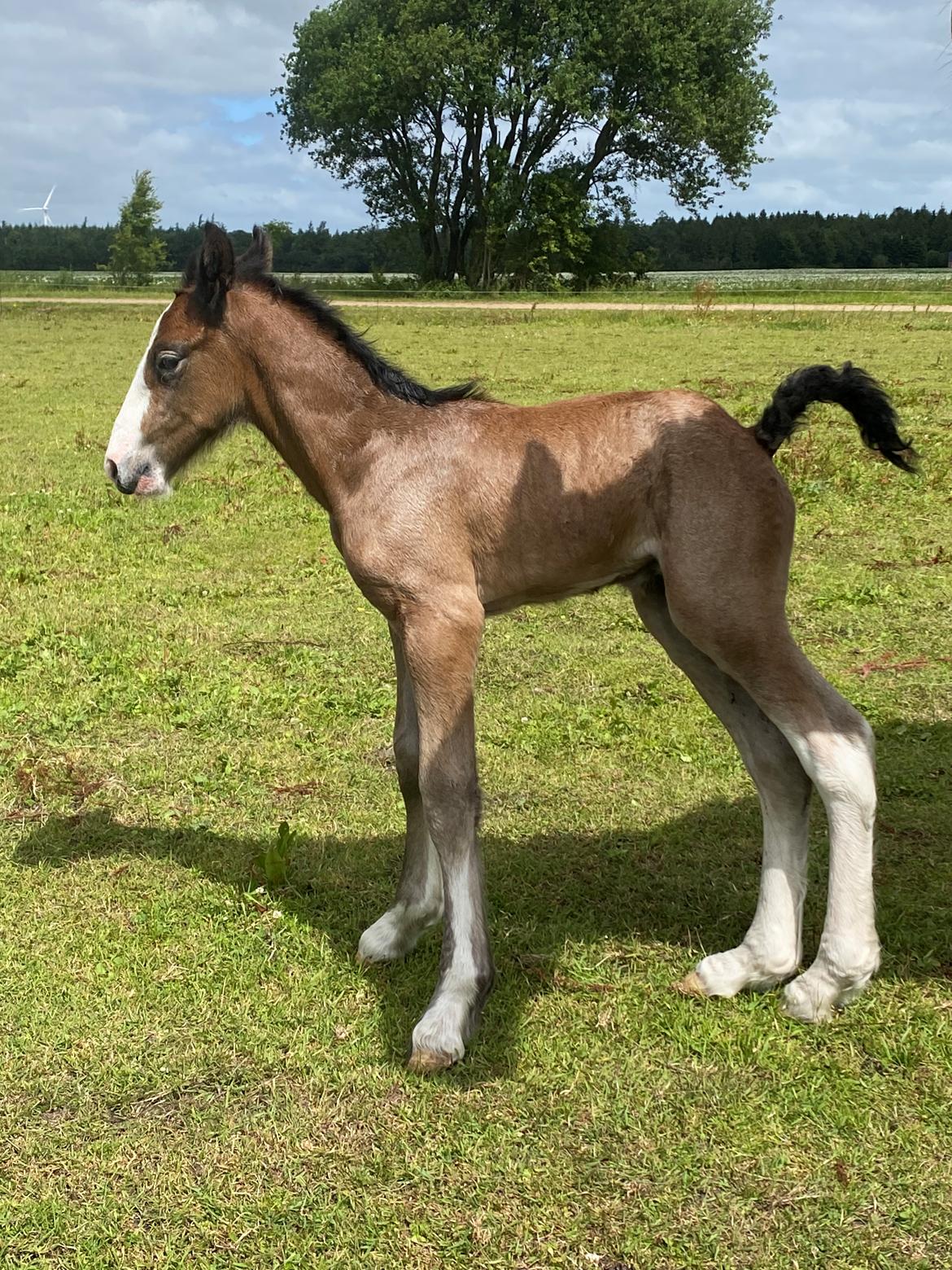 Drumhorse Lærkegaarden’s Great Phoenix billede 3