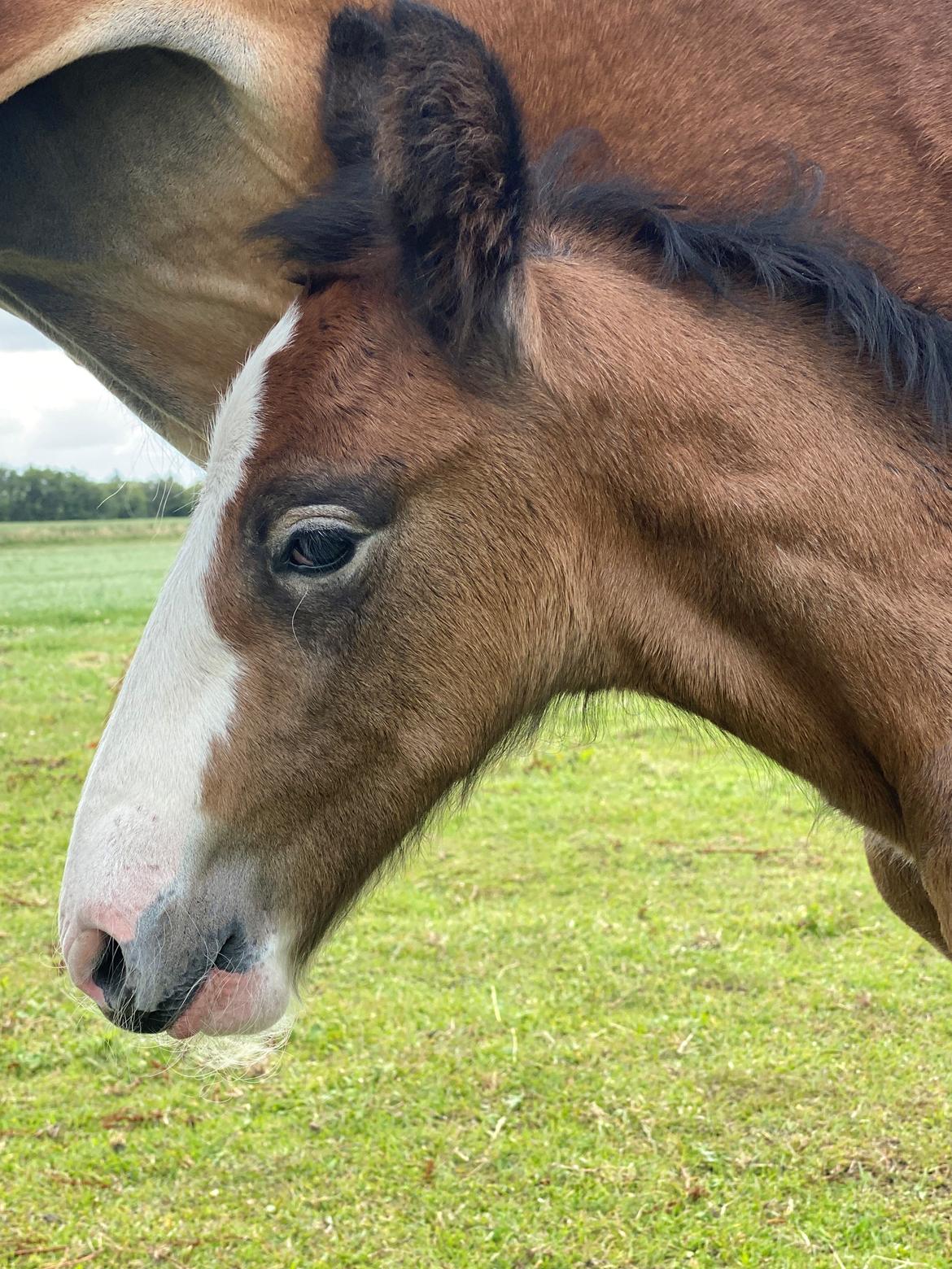 Drumhorse Lærkegaarden’s Great Phoenix billede 4