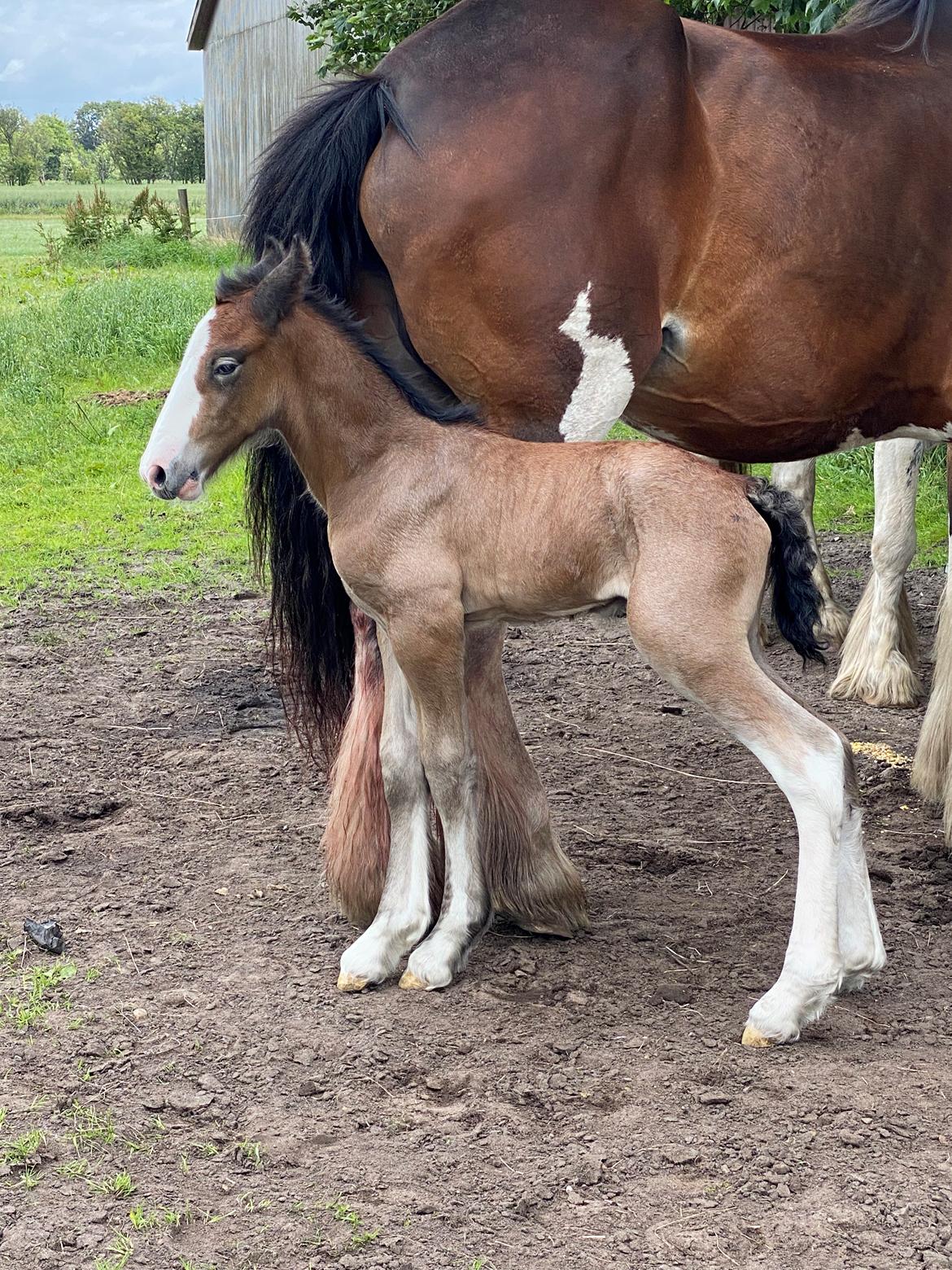 Drumhorse Lærkegaarden’s Great Phoenix billede 5