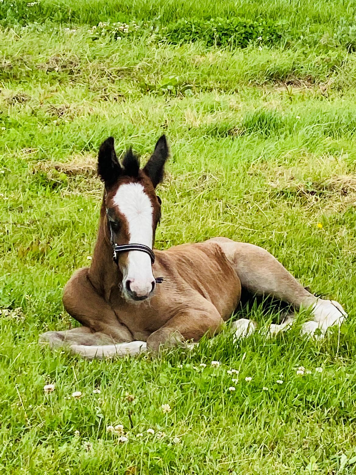Drumhorse Lærkegaarden’s Great Phoenix billede 7