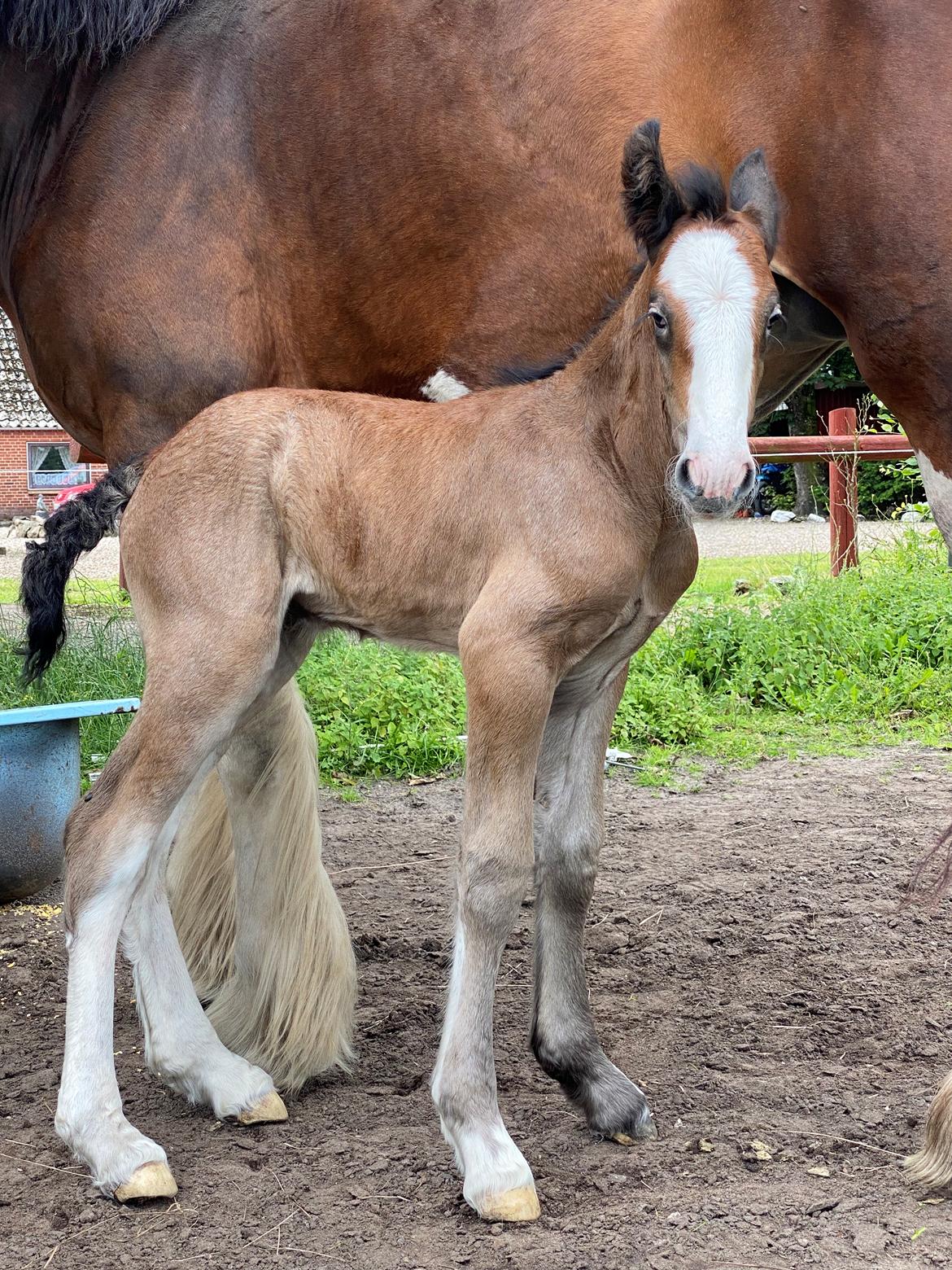 Drumhorse Lærkegaarden’s Great Phoenix billede 6