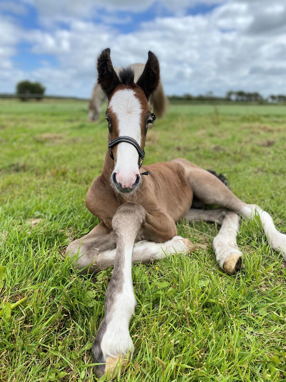 Drumhorse Lærkegaarden’s Great Phoenix billede 8