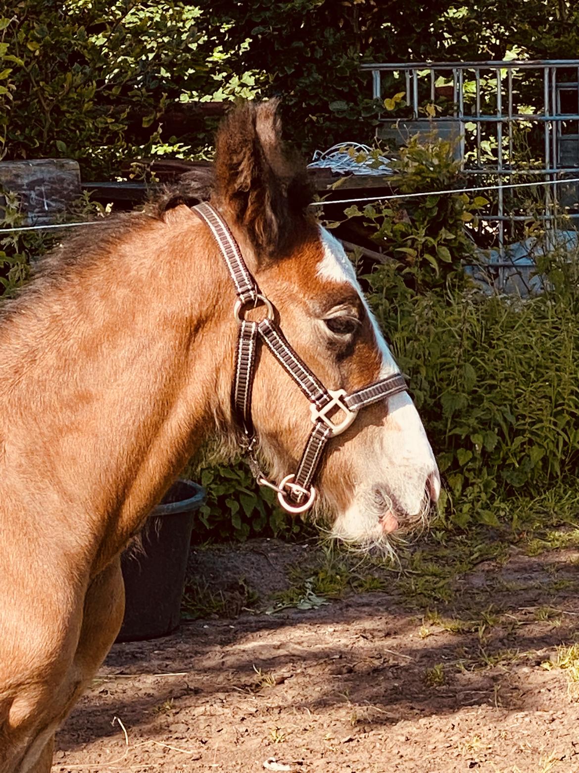 Drumhorse Lærkegaarden’s Great Phoenix billede 9