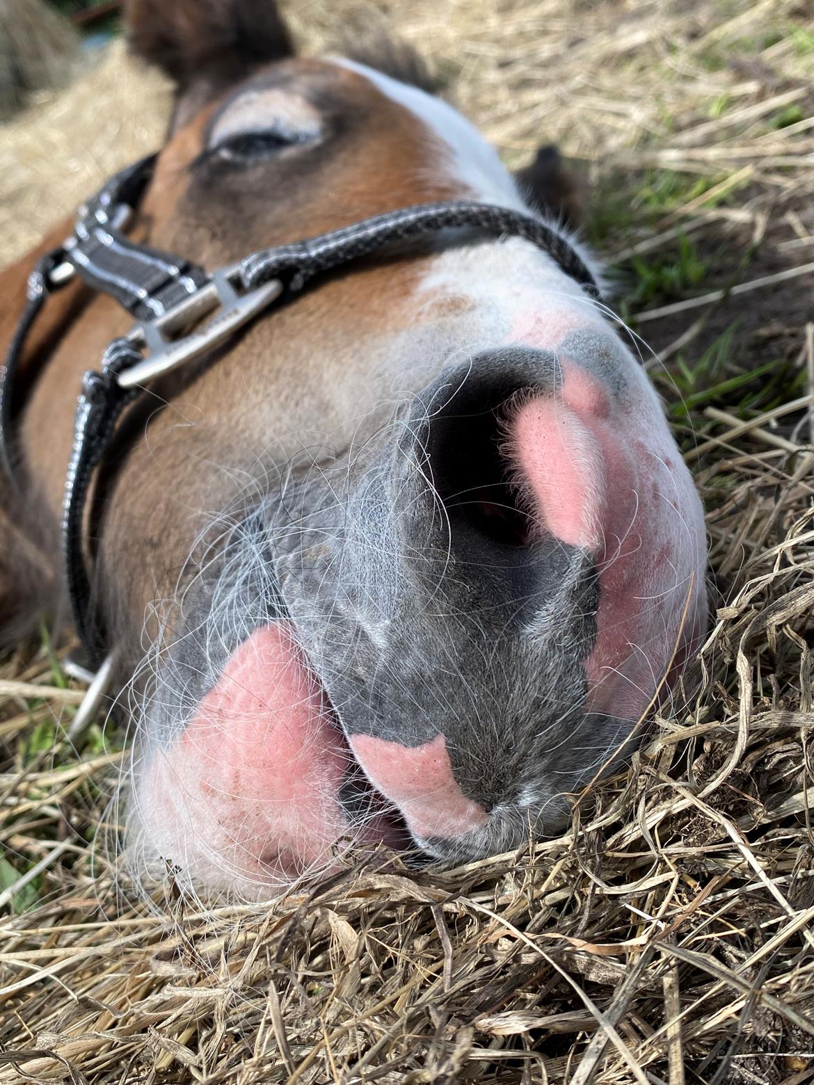 Drumhorse Lærkegaarden’s Great Phoenix billede 10