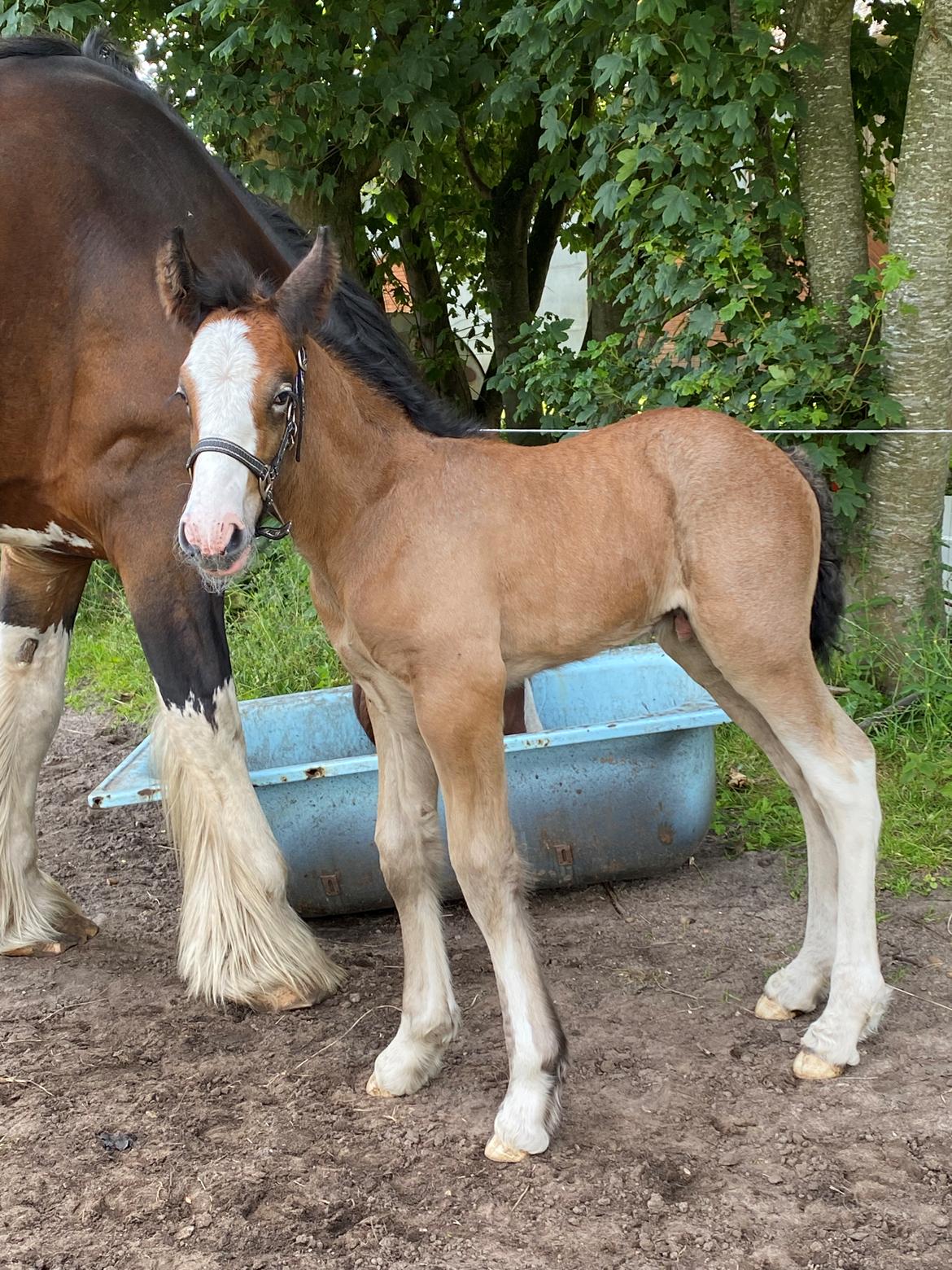 Drumhorse Lærkegaarden’s Great Phoenix billede 12