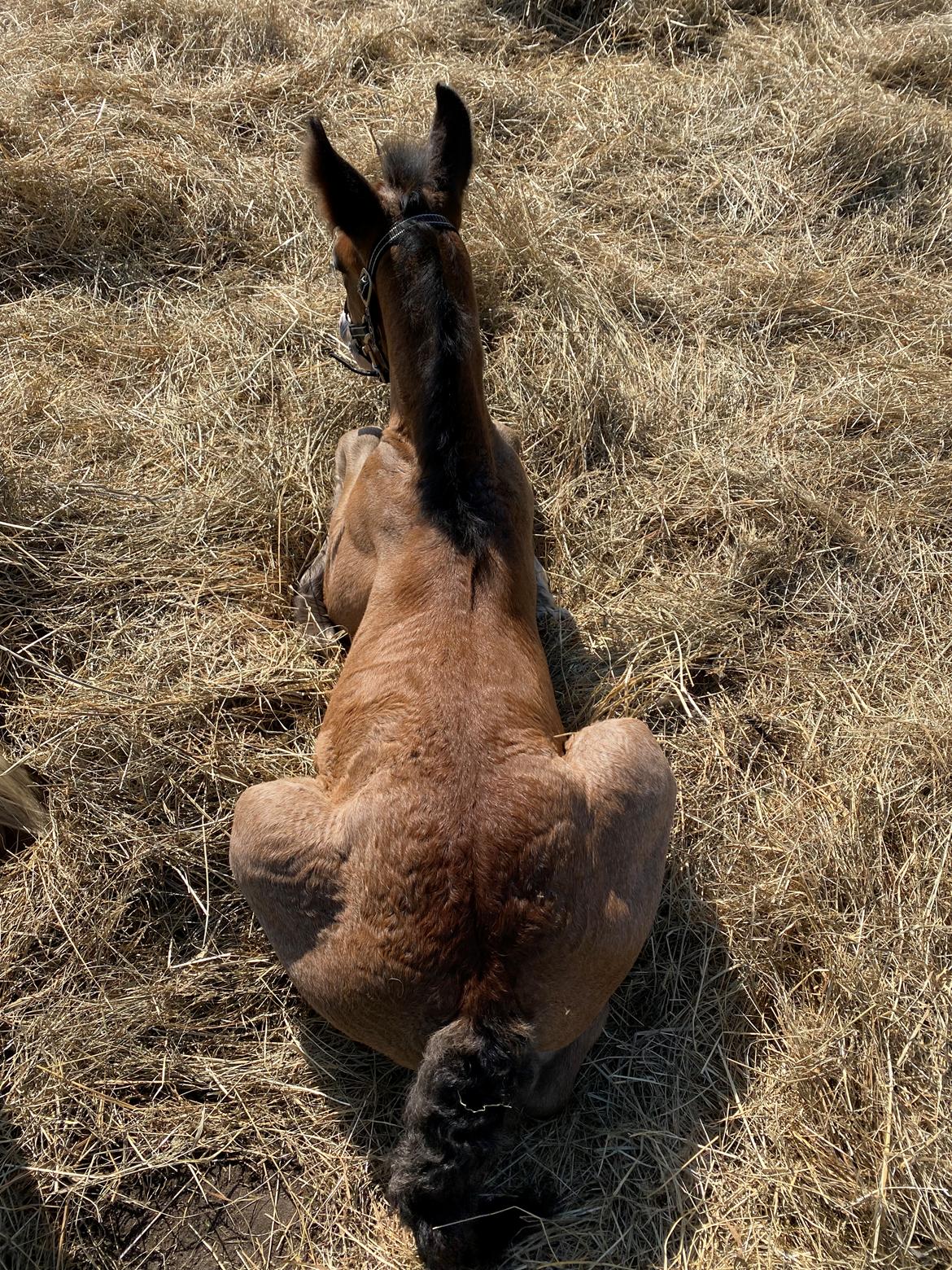 Drumhorse Lærkegaarden’s Great Phoenix billede 11