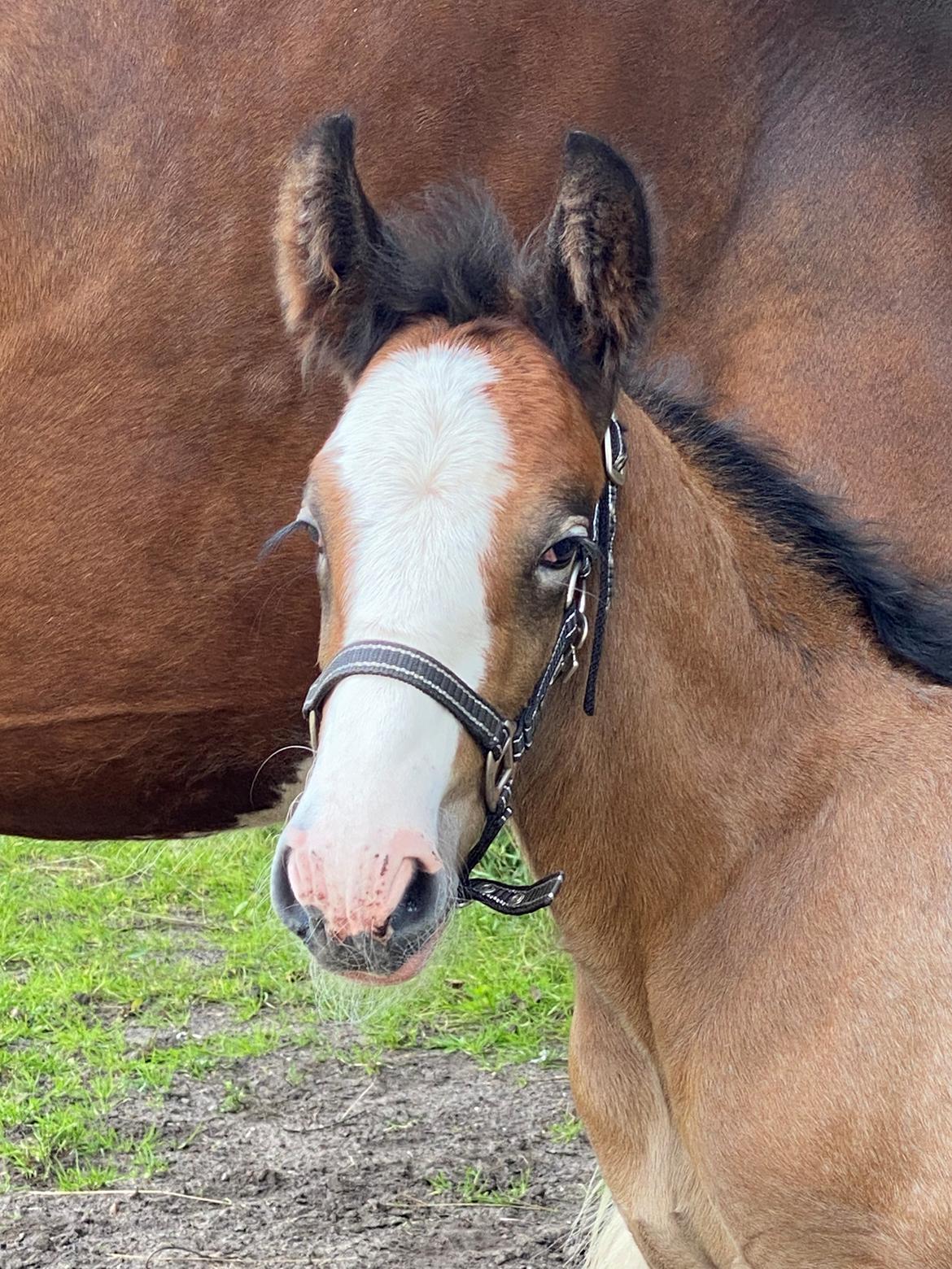 Drumhorse Lærkegaarden’s Great Phoenix billede 13