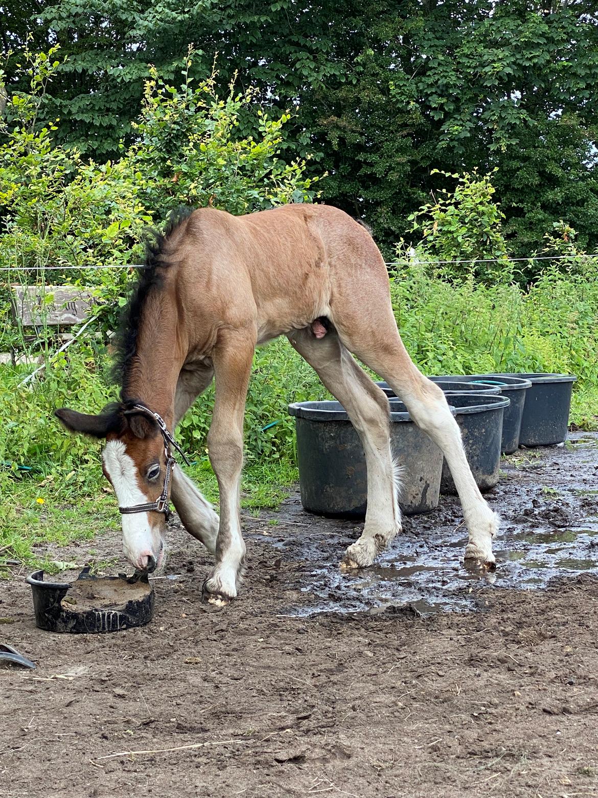 Drumhorse Lærkegaarden’s Great Phoenix billede 14