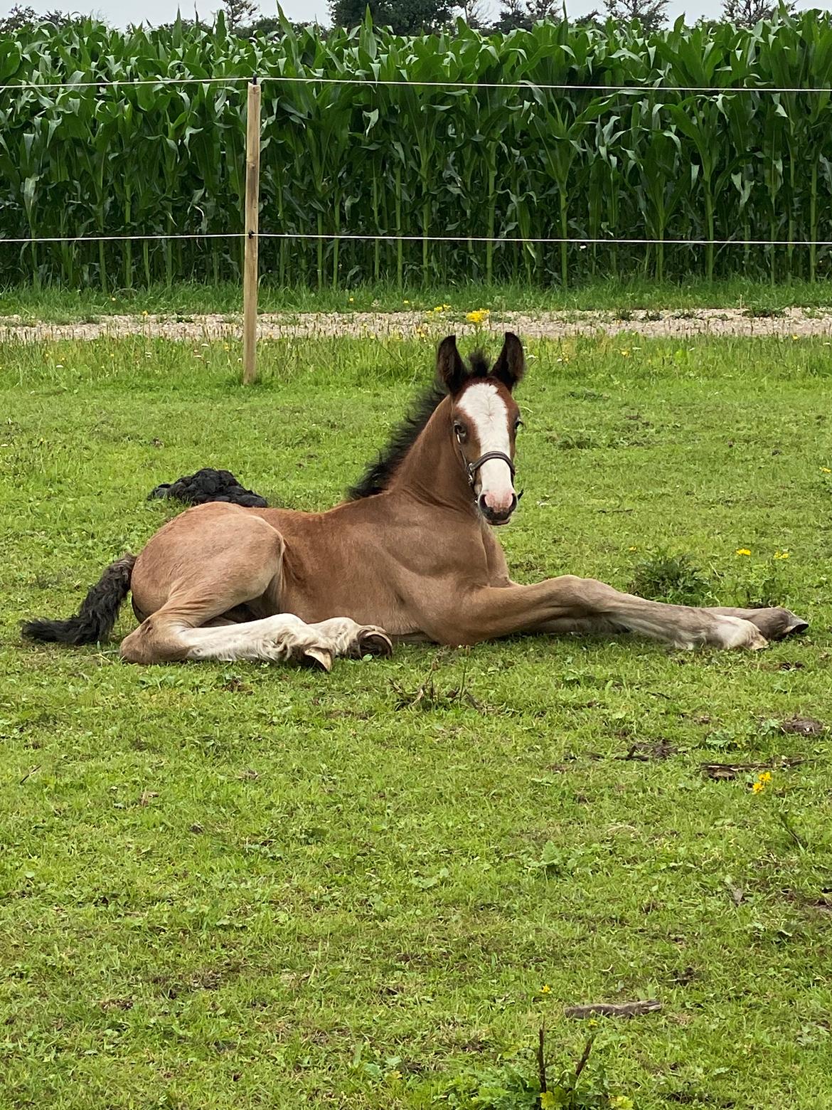 Drumhorse Lærkegaarden’s Great Phoenix billede 15