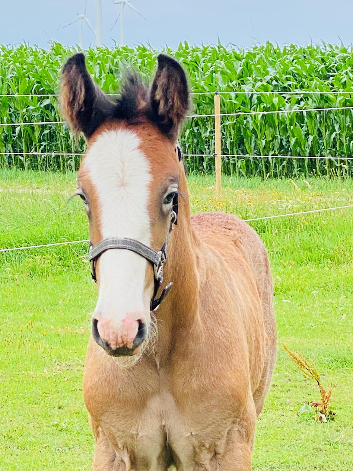 Drumhorse Lærkegaarden’s Great Phoenix billede 16