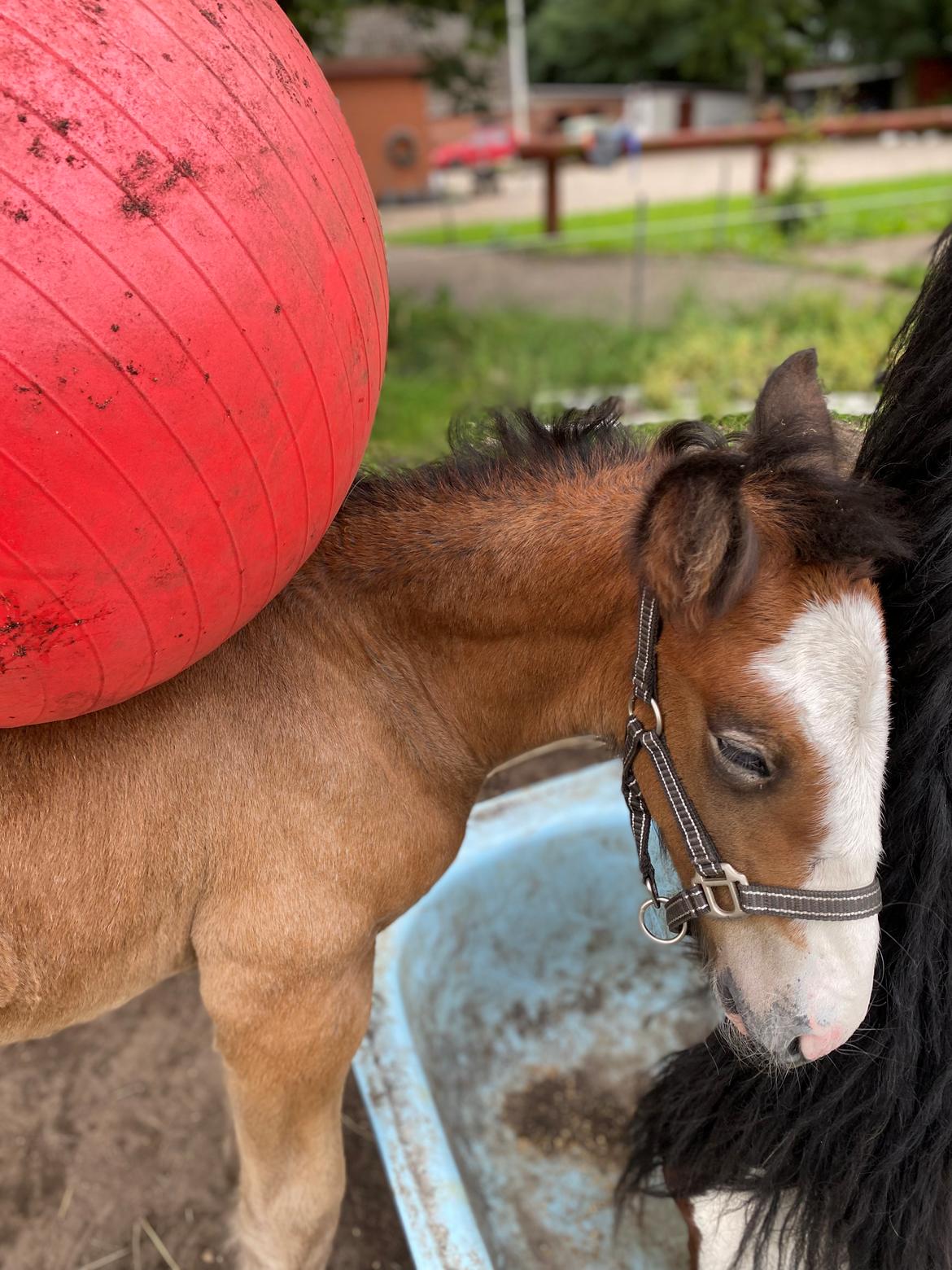 Drumhorse Lærkegaarden’s Great Phoenix billede 17